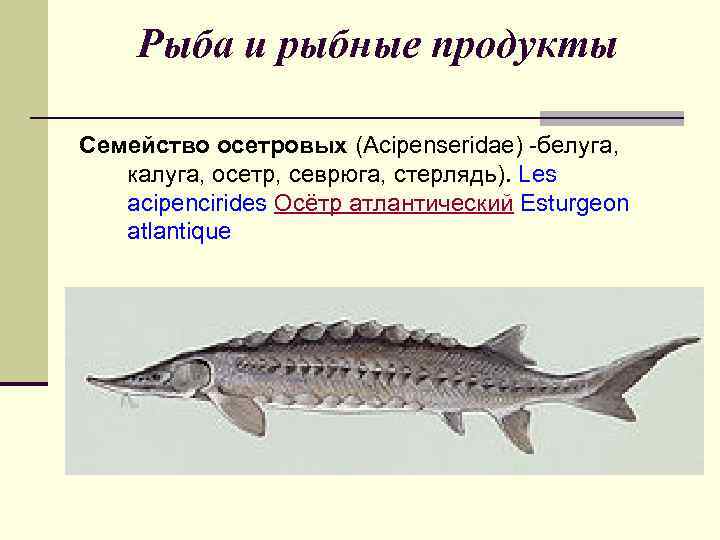 Рыба и рыбные продукты Семейство осетровых (Acipenseridae) -белугa, калугa, осетр, севрюгa, стерлядь). Les acipencirides