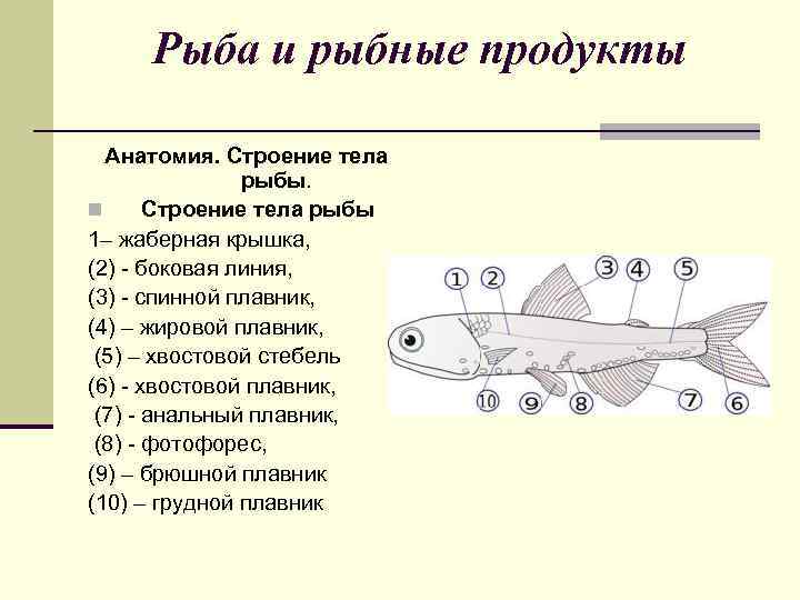 Презентация рыба и рыбопродукты