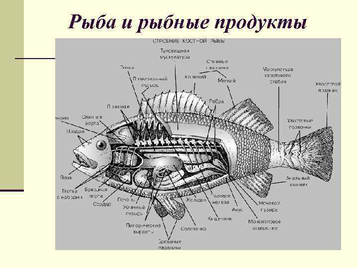 Рыба и рыбные продукты 