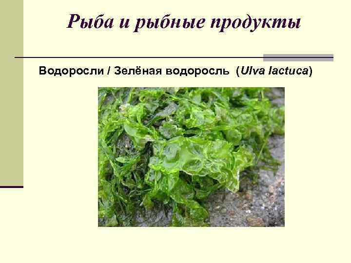 Рыба и рыбные продукты Водоросли / Зелёная водоросль (Ulva lactuca) 