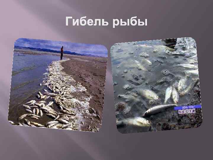 Гибель рыбы 