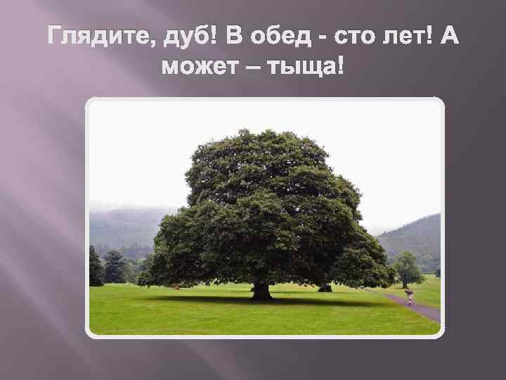 Глядите, дуб! В обед - сто лет! А может – тыща! 