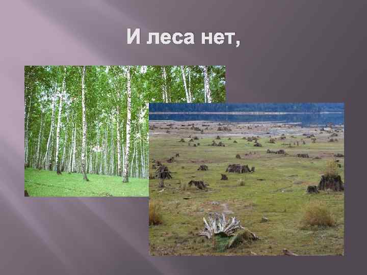 И леса нет, 
