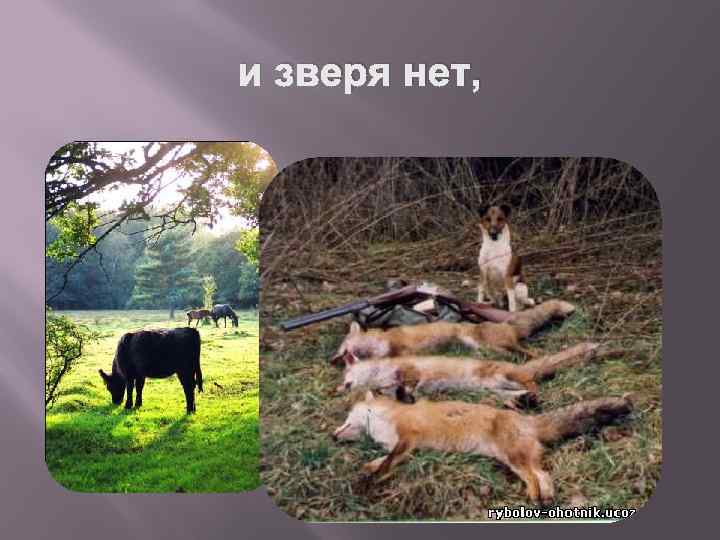 и зверя нет, 