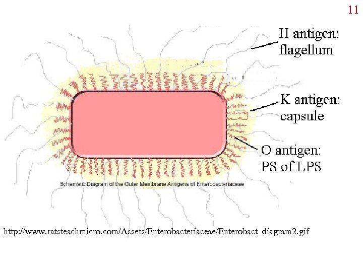 11 http: //www. ratsteachmicro. com/Assets/Enterobacteriaceae/Enterobact_diagram 2. gif 