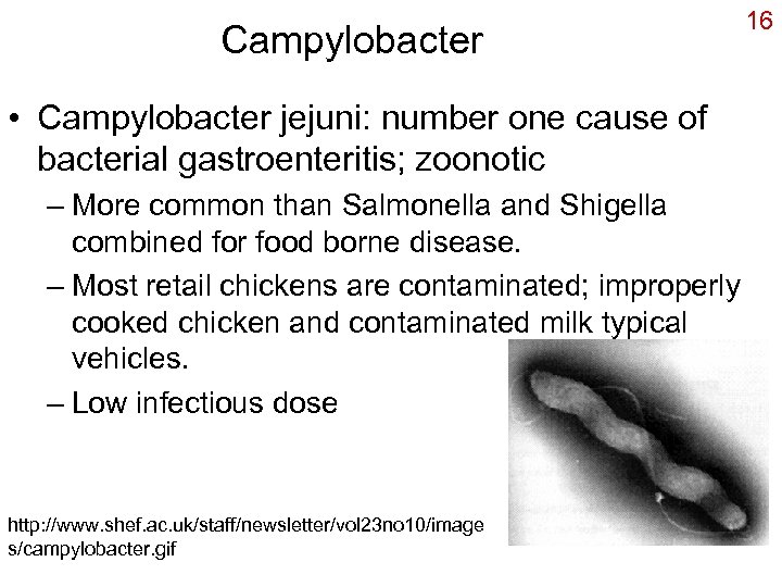 Campylobacter • Campylobacter jejuni: number one cause of bacterial gastroenteritis; zoonotic – More common