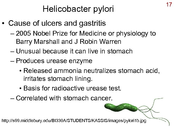 Helicobacter pylori • Cause of ulcers and gastritis – 2005 Nobel Prize for Medicine