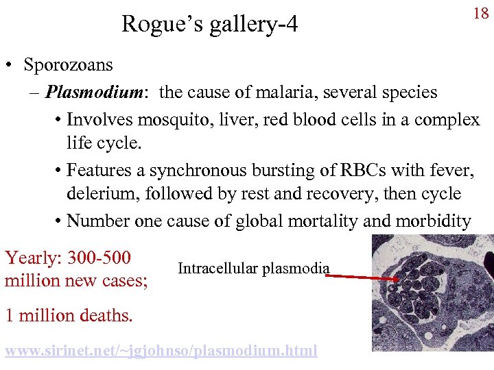 Rogue’s gallery-4 18 • Sporozoans – Plasmodium: the cause of malaria, several species •