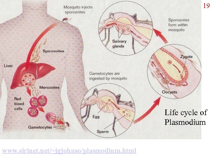 19 Life cycle of Plasmodium www. sirinet. net/~jgjohnso/plasmodium. html 