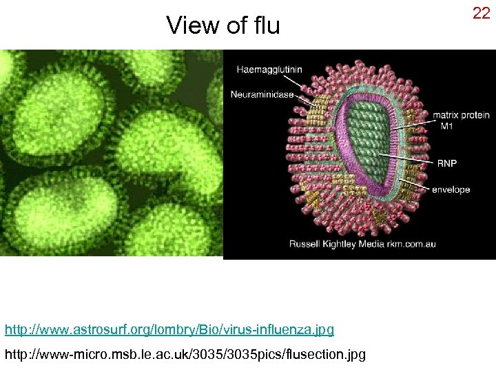 View of flu http: //www. astrosurf. org/lombry/Bio/virus-influenza. jpg http: //www-micro. msb. le. ac. uk/3035