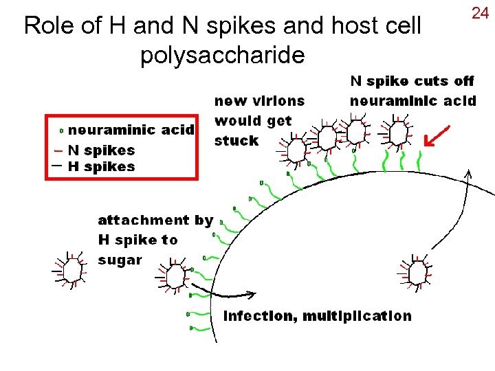 Role of H and N spikes and host cell polysaccharide 24 