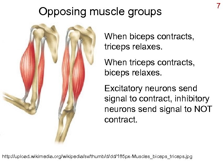 Opposing muscle groups When biceps contracts, triceps relaxes. When triceps contracts, biceps relaxes. Excitatory