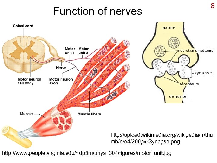 Function of nerves 8 http: //upload. wikimedia. org/wikipedia/fr/thu mb/e/e 4/200 px-Synapse. png http: //www.