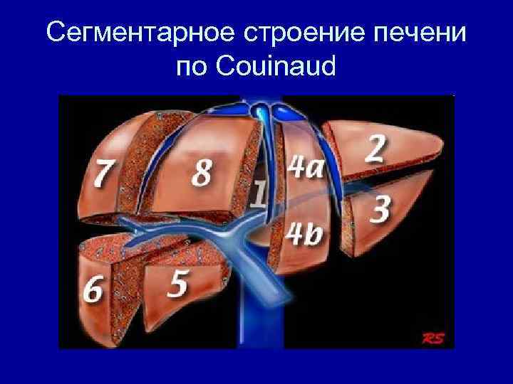 Сегментарное строение печени по Couinaud 