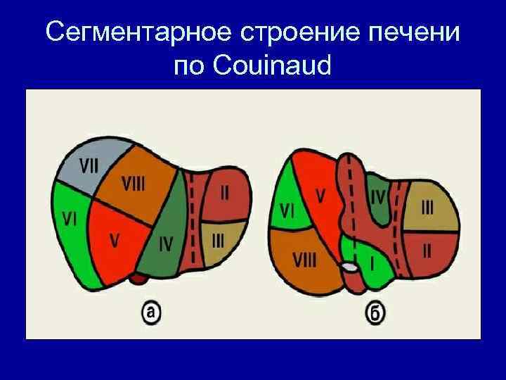 Сегментарное строение печени по Couinaud 