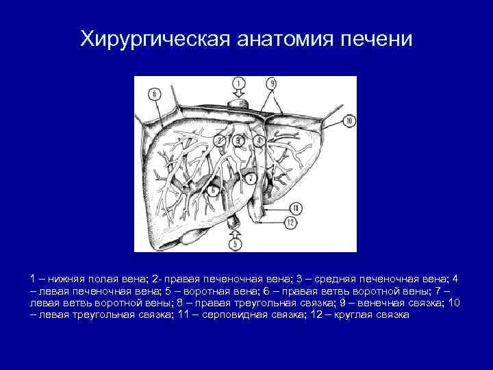 Хирургическая анатомия печени 1 – нижняя полая вена; 2 - правая печеночная вена; 3