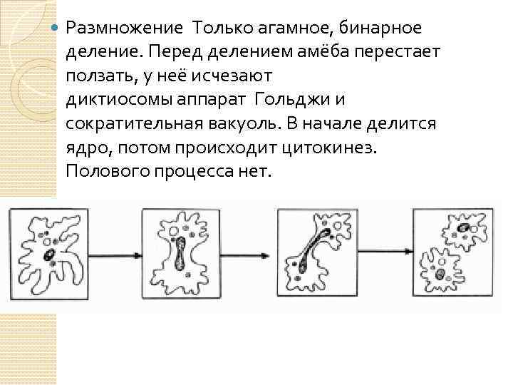 Как размножается амеба