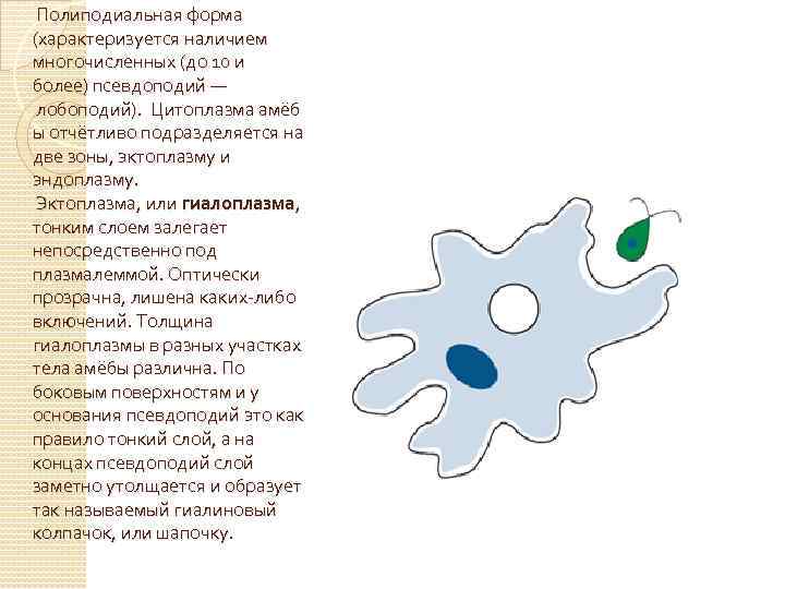 Форма амебы. Эктоплазма амеба обыкновенная. Классификация амебы обыкновенной. Презентация 