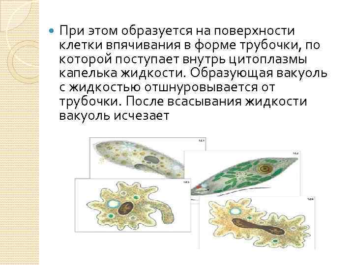  При этом образуется на поверхности клетки впячивания в форме трубочки, по которой поступает