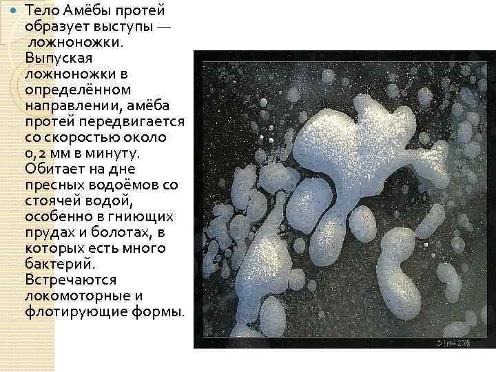  Тело Амёбы протей образует выступы — ложноножки. Выпуская ложноножки в определённом направлении, амёба