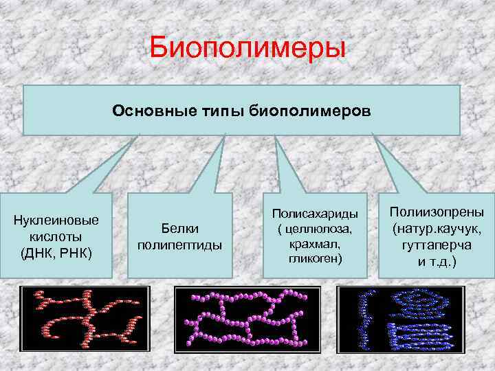 Белки биополимеры