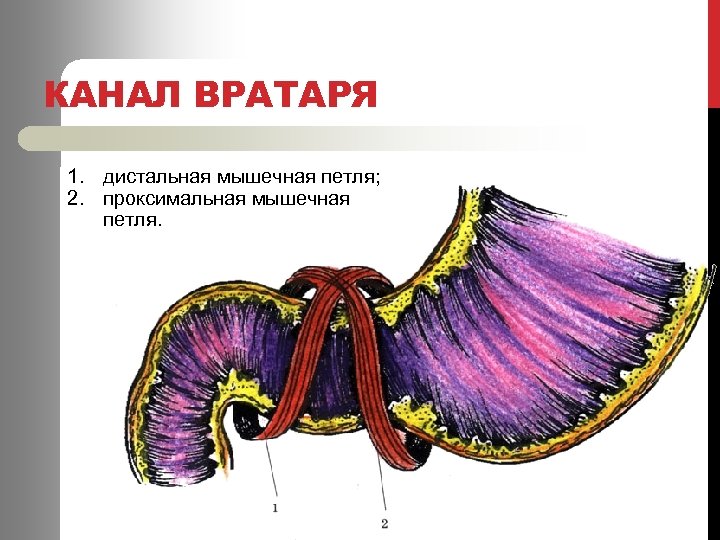 КАНАЛ ВРАТАРЯ 1. дистальная мышечная петля; 2. проксимальная мышечная петля. 