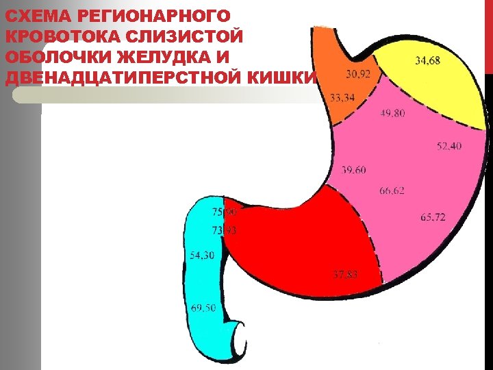 СХЕМА РЕГИОНАРНОГО КРОВОТОКА СЛИЗИСТОЙ ОБОЛОЧКИ ЖЕЛУДКА И ДВЕНАДЦАТИПЕРСТНОЙ КИШКИ 