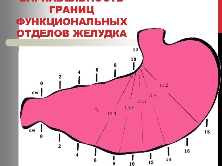 ВАРИАБЕЛЬНОСТЬ ГРАНИЦ ФУНКЦИОНАЛЬНЫХ ОТДЕЛОВ ЖЕЛУДКА 