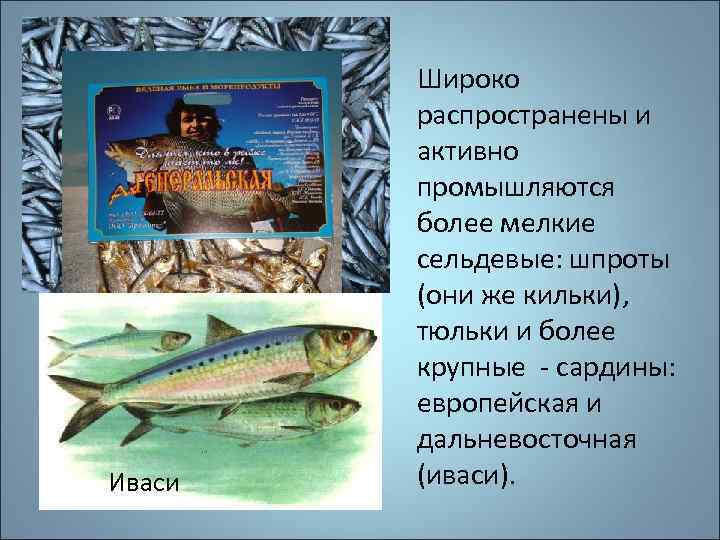 Шпроты Тюлька Иваси Широко распространены и активно промышляются более мелкие сельдевые: шпроты (они же