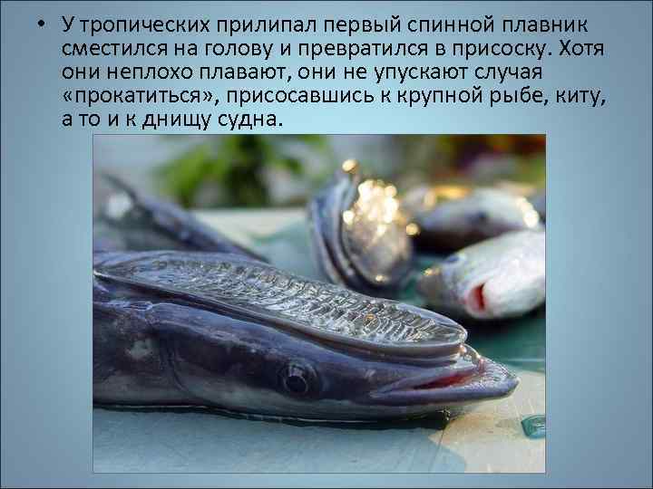  • У тропических прилипал первый спинной плавник сместился на голову и превратился в