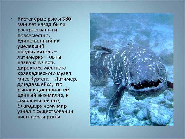  • Кистепёрые рыбы 380 млн лет назад были распространены повсеместно. Единственный их уцелевший