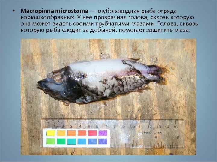  • Macropinna microstoma — глубоководная рыба отряда корюшкообразных. У неё прозрачная голова, сквозь