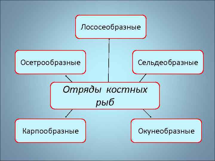 Лососеобразные Осетрообразные Сельдеобразные Отряды костных рыб Карпообразные Окунеобразные 