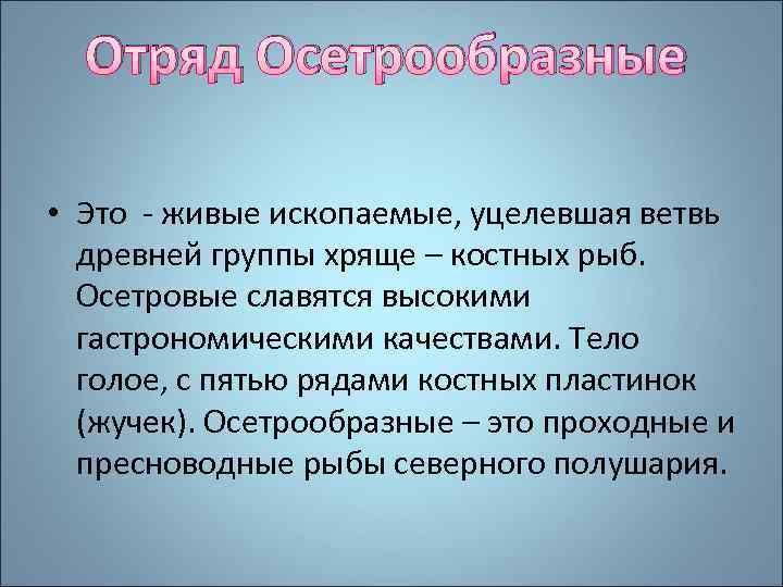 Отряд Осетрообразные • Это - живые ископаемые, уцелевшая ветвь древней группы хряще – костных