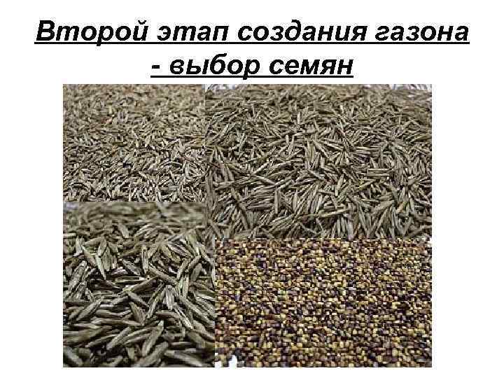 Второй этап создания газона - выбор семян 