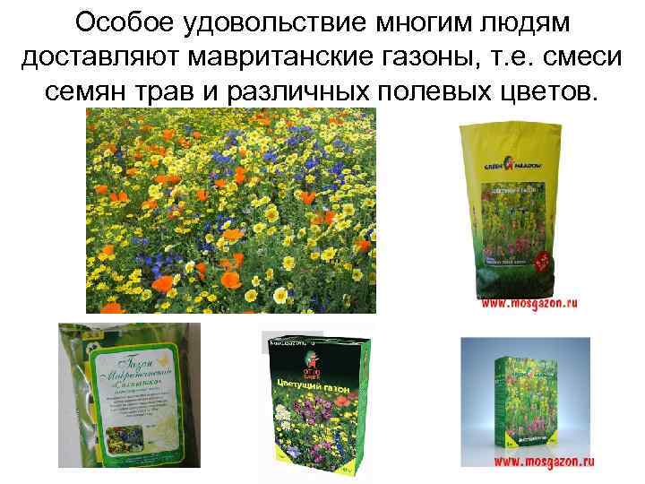 Особое удовольствие многим людям доставляют мавританские газоны, т. е. смеси семян трав и различных