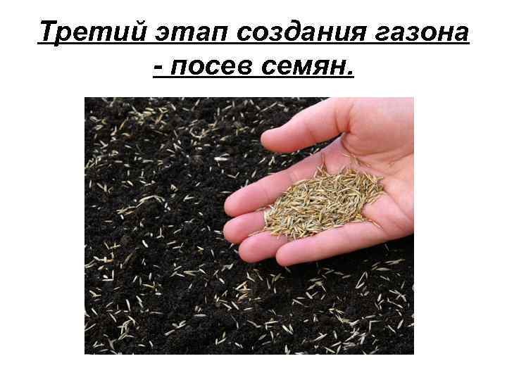 Третий этап создания газона - посев семян. 