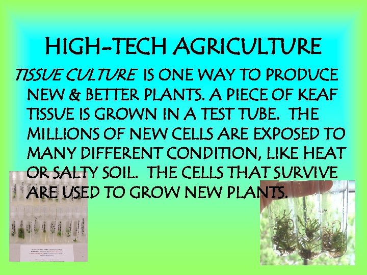 HIGH-TECH AGRICULTURE TISSUE CULTURE IS ONE WAY TO PRODUCE NEW & BETTER PLANTS. A