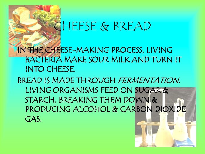 CHEESE & BREAD IN THE CHEESE-MAKING PROCESS, LIVING BACTERIA MAKE SOUR MILK AND TURN