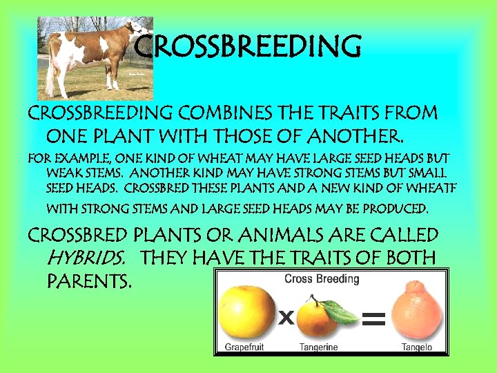 CROSSBREEDING COMBINES THE TRAITS FROM ONE PLANT WITH THOSE OF ANOTHER. FOR EXAMPLE, ONE