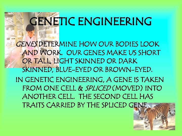 GENETIC ENGINEERING GENES DETERMINE HOW OUR BODIES LOOK AND WORK. OUR GENES MAKE US