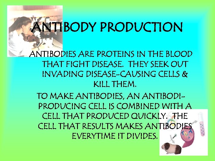 ANTIBODY PRODUCTION ANTIBODIES ARE PROTEINS IN THE BLOOD THAT FIGHT DISEASE. THEY SEEK OUT