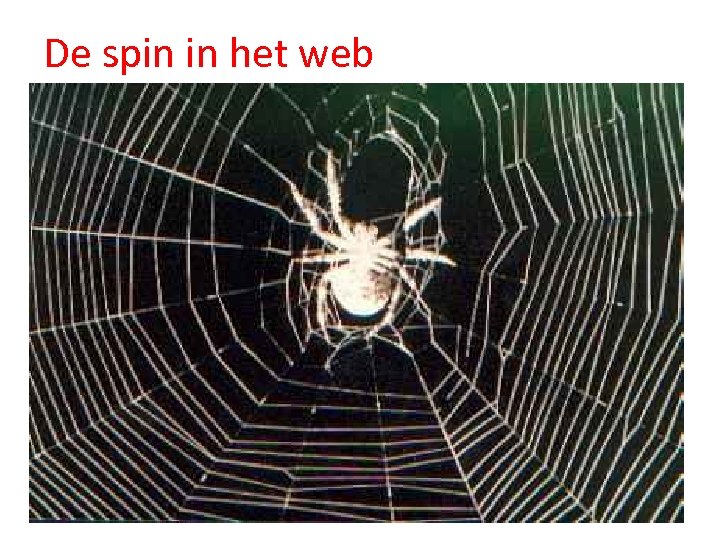 De spin in het web 31 