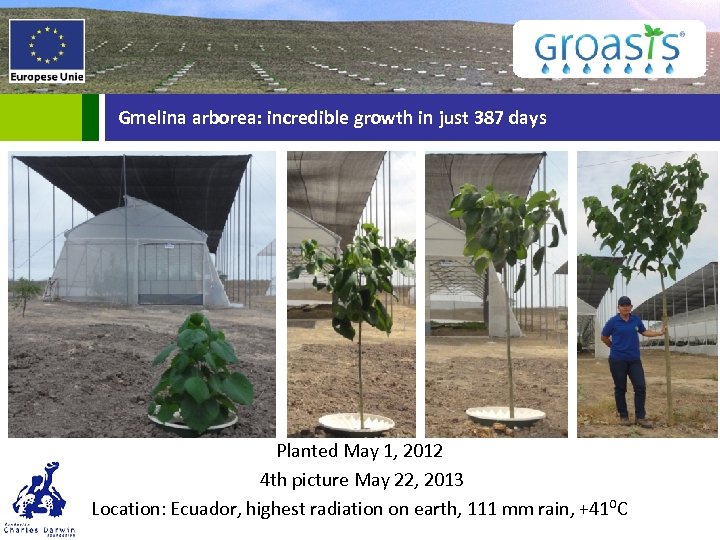 Gmelina arborea: incredible growth in just 387 days Planted May 1, 2012 4 th