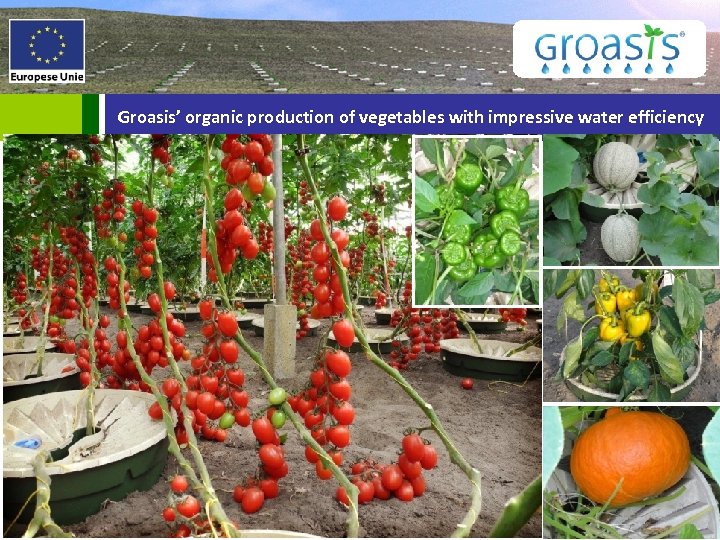 Groasis’ organic production of vegetables with impressive water efficiency 