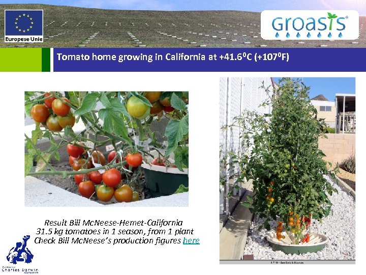 Tomato home growing in California at +41. 6⁰C (+107⁰F) Result Bill Mc. Neese-Hemet-California 31.