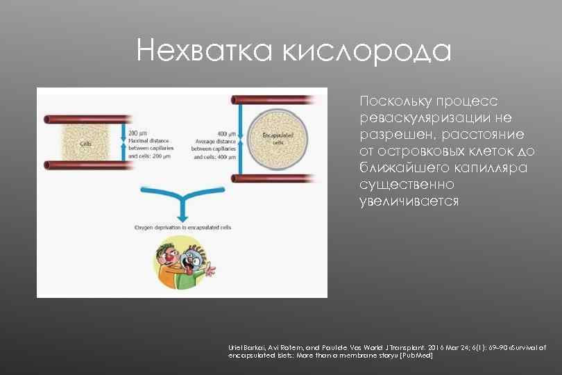 Нехватка кислорода Поскольку процесс реваскуляризации не разрешен, расстояние от островковых клеток до ближайшего капилляра