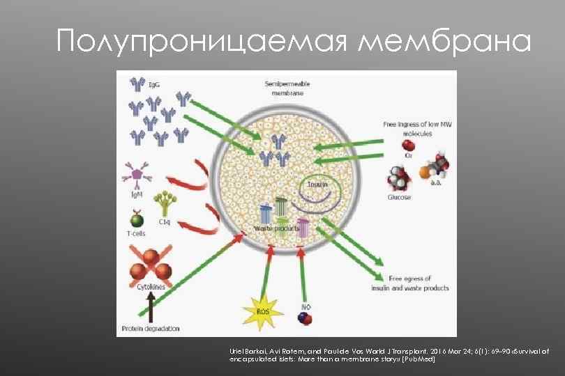 Полупроницаемая мембрана Uriel Barkai, Avi Rotem, and Paul de Vos World J Transplant. 2016