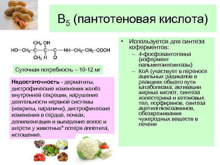 В 5 (пантотеновая кислота) • Используется для синтеза коферментов: Суточная потребность – 10 -12