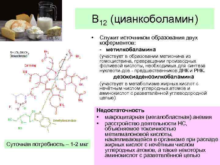 В 12 (цианкоболамин) • Служит источником образования двух коферментов: - метилкобаламина (участвует в образовании